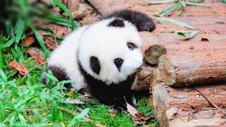 Adorable baby panda playing then he falls 😢  Cute baby pandas 🐼 [upl. by Aseneg79]