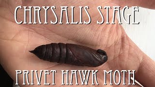 ITS ALIVE Privet Hawk Moth Chrysalis [upl. by Alegnat]