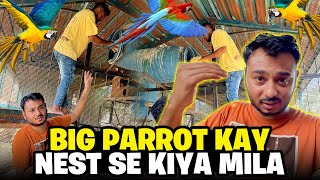 BIG PARROT K NEST SE KYA MIlA [upl. by Rodrigo]