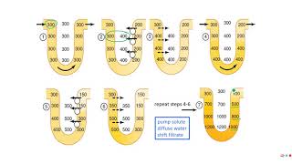 PE 220  Lecture 1213  Countercurrent multiplier and exchanger [upl. by Peterson]