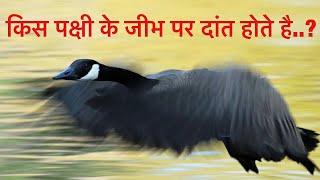 किस पक्षी के जीभ पर दाँत होते है।।Geese Teeth Are Insane And Amazing😱😱 shorts vikasfact [upl. by Assele947]