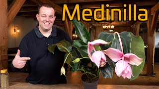 Tips voor de verzorging van je Medinilla Trosbloem [upl. by Bogoch]