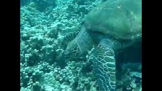 A Local Hawaiian Hawksbills Reef Search for [upl. by Janeczka]