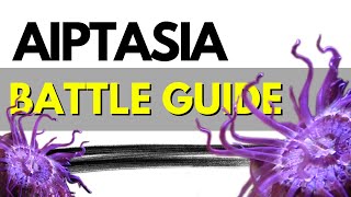 How I defeated Aiptasia In My Reef Aquarium The Ultimate Battle Guide [upl. by Chrissie]