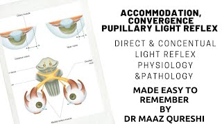 How can Eye Focus on Near Objects  Accomodation Convergance Pupillary Iight Reflex  Physiology Eye [upl. by Nyleek240]