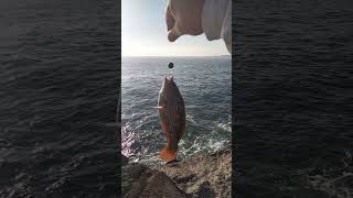 Rock fishing Wollongong [upl. by Ehcnalb]