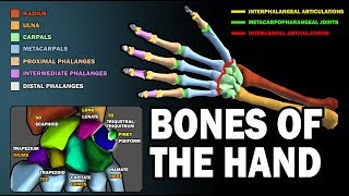 BONES OF THE HAND LEARN IN 25 MINUTES [upl. by Enyawed254]