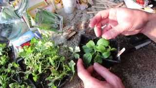 How to Seed Start Stevia and Transplant It Super Sweet amp Super Hard to Germinate  MFG 2014 [upl. by Odelet]