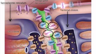 ExcitationContraction Coupling [upl. by Nowell]