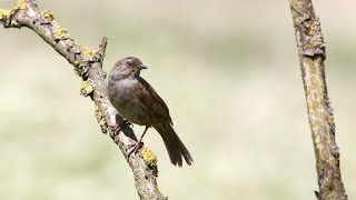 Dunnock singing [upl. by Adnak]