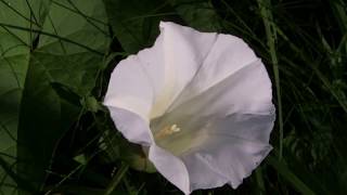 Flowers of the Bindweed Convolvulus arvensis [upl. by Notsnhoj]