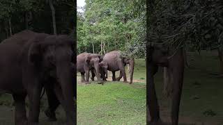 quotElephant Stampedequot elephant karnataka travel adventure wildlife shorts safari trending [upl. by Strickler916]