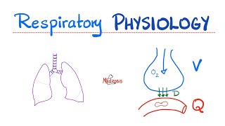 Lung Physiology Basics  Normal Quiet Breathing 😮‍💨  Inspiration amp Expiration  Diaphragm action [upl. by Rabiah]