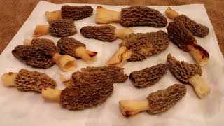 Morel Mushrooms Finding Harvesting Cleaning Dehydrating [upl. by Tennies]