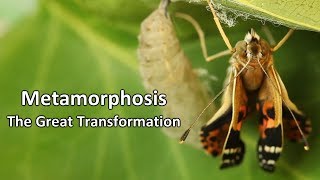 Metamorphosis  The Great Transformation [upl. by Ignatz349]