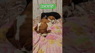 Bassett hound puppies goes to groomshop dog grooming [upl. by Axel]