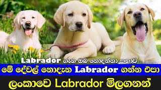 Labrador ගැන මේ දේවල් දැනගෙන හිටියද  Labrador Price in Sri Lanka  Labrador puppy Sri Lanka [upl. by Lanctot]