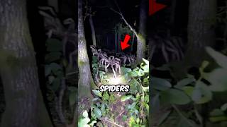 Imagine you meet these spiders in the forest 😨 [upl. by Notlok]