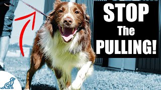 5 Quick Tips To Stop Your Dog From Pulling On The Leash [upl. by Leinahtan10]