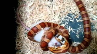 Corn Snake constricting killing and eating an adult mouse eye almost pops out [upl. by Amikay734]