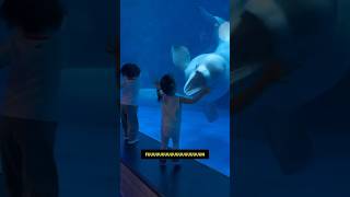 Beluga Whale Scares Kid Ozzy Man Quickies [upl. by Sergio]