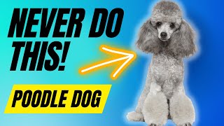 7 Things You Must Never Do To Your Poodle Dog [upl. by Norda]