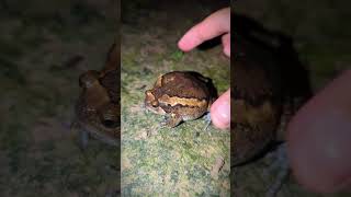 funny frog videos try not to laugh hahaha  how to catch frogs funny  touching frog funny shorts [upl. by Aila]