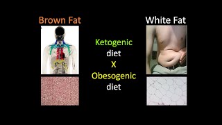 How does the ketogenic diet affect metabolism in white and brown adipose tissues [upl. by Eatnom]