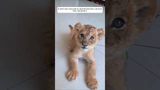 A kind man rescued an abandoned lion cub and then adopted it animalshorts shortvideo lion [upl. by Ltsyrk]