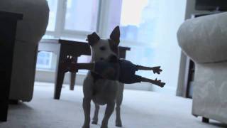 Jack Russell Terrier Is Insane [upl. by Ma]