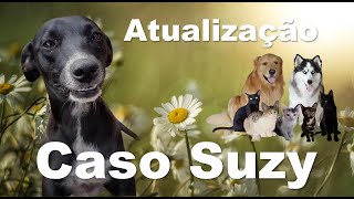 Caso Suzy  NOVAS INFORMAÇÕES Canal cães em nossa vida [upl. by Malinde594]