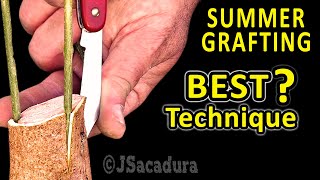 EARLY SUMMER GRAFTING  BEST GRAFTING TECHNIQUE for OLIVE TREES with RESULTS [upl. by Atok210]