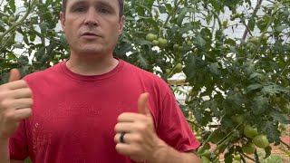 How to pollinate tomatoes  No “simple tricks” just the facts [upl. by Cynarra620]