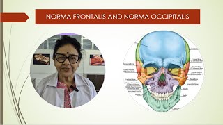 Norma frontalis and occipitalis [upl. by Eeloj]