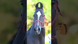 Beautiful Marwari Brood Mare♥️🐴 marwarihorse horse horselover [upl. by Bloomer203]