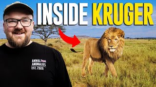 Searching Kruger National Park for Amazing Rare Animals [upl. by Pinter]