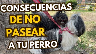 CONSECUENCIAS DE NO PASEAR A TU PERRO [upl. by Enitsahc]