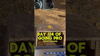 Day 114 Of Going Pro Airmail Challenge cornhole [upl. by Kalasky]