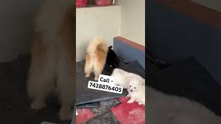 Culture pom puppies for sale in Delhi ncr punjabi punjabisong music song tinypomeranian miniat [upl. by Nylorac406]