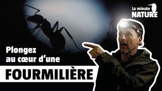 Le grand réveil des petites fourmis  No 377 [upl. by Attiuqehs]