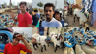 RETTERI GOATampSHEEPS MARKET  ALL SIZE GOATampSHEEPS AVILABLE 17062023 bakrid sheeps [upl. by Season]