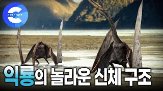 중생대 하늘의 지배자 익룡  2억만 년 전 지구에 나타난 성공적인 비행 생명체  지식채널e [upl. by Milon]