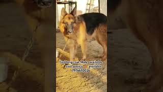 Gsd long coat Male available ✨ stud service 🐕‍🦺 available 7976610026 germanshepherd dog pets [upl. by Gyasi]