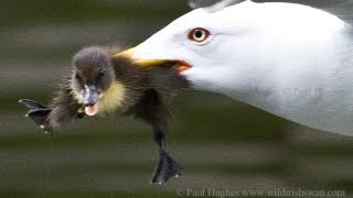 An unexpected show of hunting skills from a seagull thats attacking and eating a duckling to dine🐤🦅 [upl. by Nyrmak]