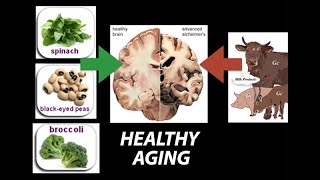 Healthy Nutrient Wealthy and Wise Diet for Healthy Aging  Research on Aging [upl. by Elleinnad]