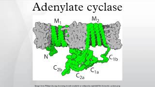 Adenylate cyclase [upl. by Goulet]