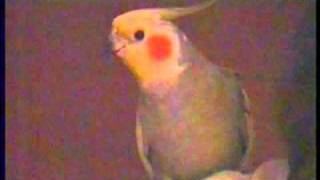 Male Cockatiel Bird Whistles Dixie with Guitar Player [upl. by Huba855]