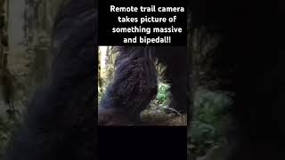 Massive bipedal creature caught on Trail camera [upl. by Hujsak372]