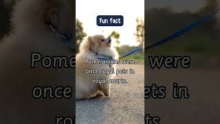 Pomeranians were once royal pets in royal courts pomeranian puppylife puppyvideos shorts [upl. by Gerrie]