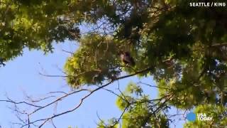 Crows terrorize people in Seattle neighborhood [upl. by Liane693]